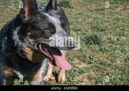 Bunji, der australische Rinderhund Blue heeler, der auf einer Wiese spielt Stockfoto