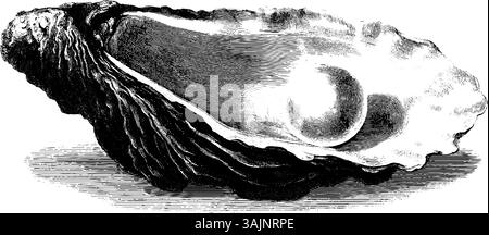 Detaillierte Vintage-Gravur der Austernschale mit Perle. Stock Vektor