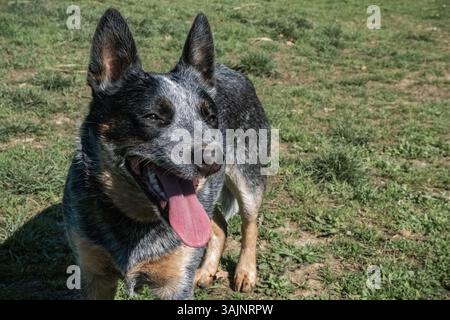 Bunji, der australische Rinderhund Blue heeler, der auf einer Wiese spielt Stockfoto