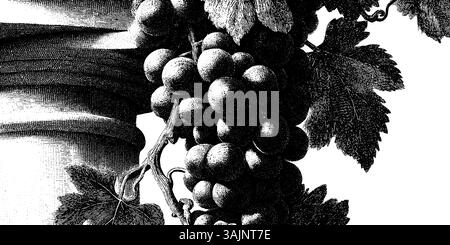 Komplizierte schwarze und weiße Ätzung von Trauben und Blättern. Stock Vektor