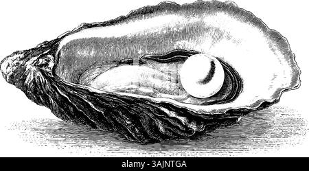 Vintage-Gravur der Austernschale mit Perle innen. Stock Vektor
