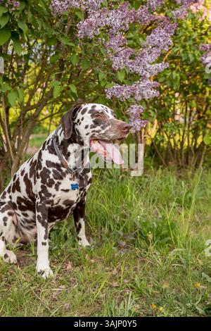 Entzückender Hund, der an einem sonnigen Tag im Frühjahr unter einem blühenden Syringa-Busch sitzt. Porträt eines niedlichen Welpen gegen blühende Fliederbüsche Stockfoto
