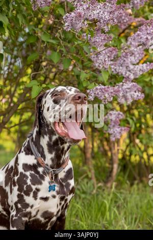 Entzückender Hund, der an einem sonnigen Tag im Frühjahr unter einem blühenden Syringa-Busch sitzt. Porträt eines niedlichen Welpen gegen blühende Fliederbüsche Stockfoto