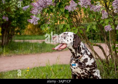 Entzückender Hund, der an einem sonnigen Tag im Frühjahr unter einem blühenden Syringa-Busch sitzt. Porträt eines niedlichen Welpen gegen blühende Fliederbüsche Stockfoto
