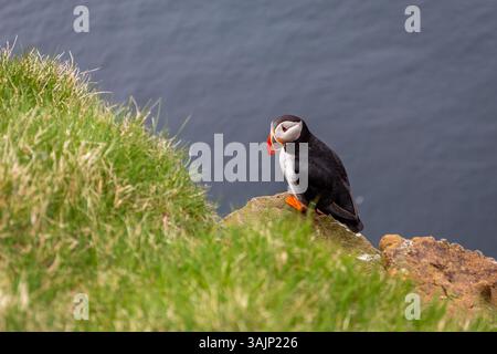 Einzelner Atlantischer Papageientaucher (Fratercula arctica, Papageientaucher), sitzt und nistet auf grasbewachsenen Latrabjarg-Klippen in Island mit Atlantikgewässern. Stockfoto