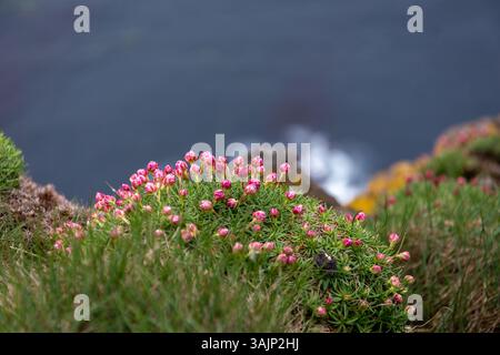 Die Seekrippe (Armeria maritima, Meerrosa) klumpt mit rosa Blumen auf einer felsigen Latrabjarg Klippe in Westfjorden, Island, Meerblick im Hintergrund. Stockfoto