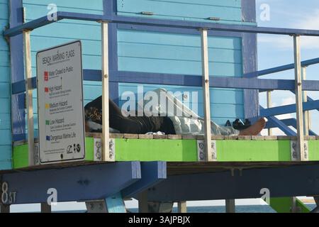 Mann ohne Haus schläft am Strand von Miami, tropische Umgebung, Straßenleben, düstere Reiseszene, warmes Wetter, realer Moment Stockfoto