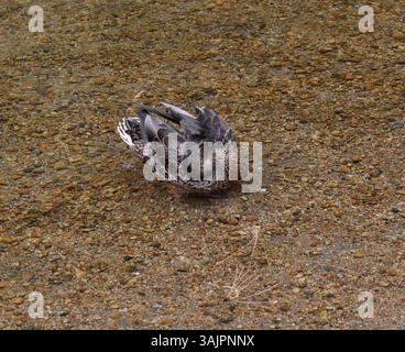 Enten genießen das warme Frühlingswetter auf einem ruhigen See, in scharfen Details festgehalten. Stockfoto