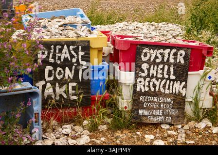 Entsorgte Austernschalen zum Recycling, in Whitstable, Kent UK Stockfoto