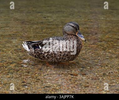 Enten mitten in einem Quellsee, aus nächster Nähe mit klarem Wasser und lebendiger Natur. Stockfoto