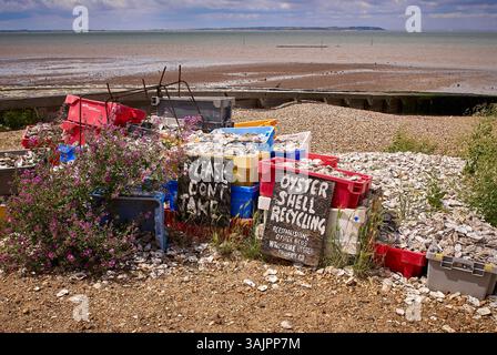 Entsorgte Austernschalen zum Recycling, in Whitstable, Kent UK Stockfoto