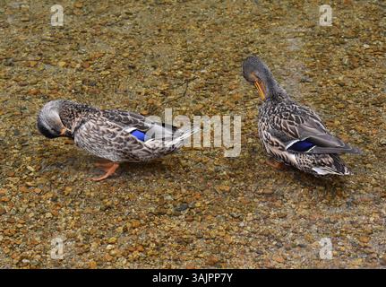 Enten schwimmen anmutig auf einem hellen Quellsee, die aus nächster Nähe mit lebhaften Farben und klaren Reflexen erfasst werden. Stockfoto