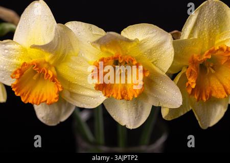 Nahaufnahme von drei Narzissen-Blüten mit leuchtenden orangefarbenen Zentren und zarten Wassertropfen, die einen auffälligen Kontrast vor dem dunklen Hintergrund schaffen Stockfoto