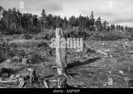 Ein großer Baumstumpf ist mitten in einem Wald. Der Stumpf ist von Bäumen umgeben und der Himmel ist bewölkt Stockfoto