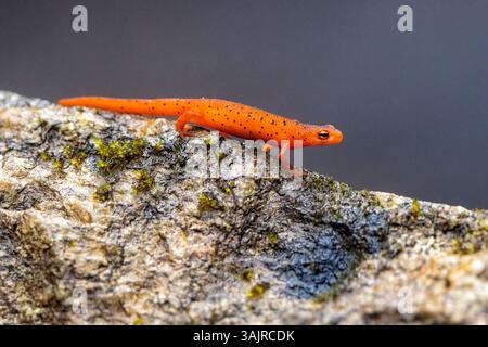 Red EFT of Eastern Newt (Notophthalmus viridescens) - Quellgebiet State Forest bei Brevard, North Carolina, USA Stockfoto