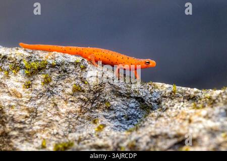 Red EFT of Eastern Newt (Notophthalmus viridescens) - Quellgebiet State Forest bei Brevard, North Carolina, USA Stockfoto