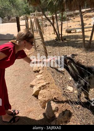 Lächelnde junge Frau, die eine Ziege an einem sonnigen Tag auf einer Bauernhof mit grünem Gras und hölzernen Zäunen füttert und berührt Stockfoto