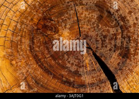 Polierter Nussbaum mit Jahresringen gesägt, mit Wassertropfen bedeckt, nasser Nussbaum poliert, Nahaufnahme Stockfoto