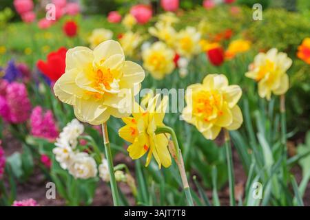 Schöne Frühlingsgelbe Doppelblätter Narzissen Blüte in voller Blüte Nahaufnahme. Blumenbeet aus dekorativen Narzissen im Frühlingsgarten oder Parkhintergrund. P Stockfoto
