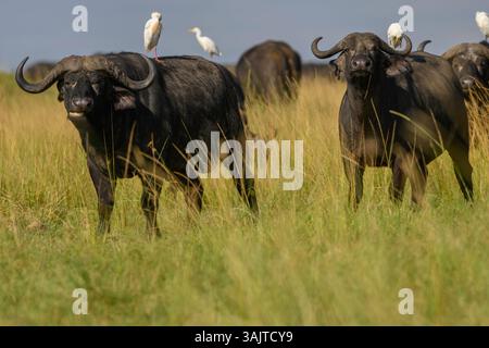 Afrikanische Kapbüffel mit Rinderreiher auf dem Rücken, Masai Mara, Kenia Stockfoto