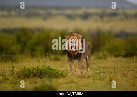 Männlicher Löwe brüllt, um eine Frau zu rufen, Masai Mara, Kenia Stockfoto