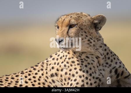Kopfaufnahme eines Gepardes aus nächster Nähe in einem Porträt über die Serengeti Stockfoto