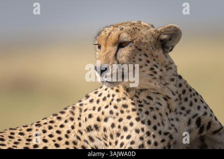 Kopfaufnahme eines Gepardes aus nächster Nähe in einem Porträt über die Serengeti Stockfoto