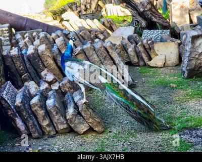 Peacock, Lissabon Portugal, bei Tageslicht gedreht Stockfoto