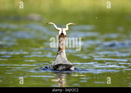 Gewöhnlicher Merganser. Mergus Merganser. Ein Weibchen schluckt einen Stierfrosch. Lake Wapizagonke. Nationalpark La Mauricie. Provinz Québec. Kanada Stockfoto
