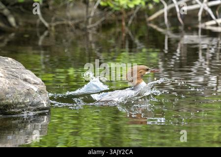 Gewöhnlicher Merganser. Mergus Merganser. Ein Weibchen taucht in einem See von einem Felsen. Lake Wapizagonke. Nationalpark La Mauricie. Provinz Québec. Kanada Stockfoto