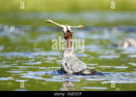 Gewöhnlicher Merganser. Mergus Merganser. Ein Weibchen schluckt einen Stierfrosch. Lake Wapizagonke. Nationalpark La Mauricie. Provinz Québec. Kanada Stockfoto