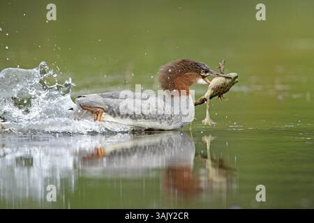 Gewöhnlicher Merganser. Mergus Merganser. Ein Weibchen fing einen Stierfrosch und schwimmt schnell, um einem anderen hungrigen Merganser zu entkommen. Lake Wapizagonke. La Maurici Stockfoto