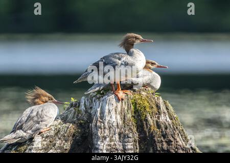 Gewöhnlicher Merganser. Mergus Merganser. Eine Gruppe Weibchen steht auf einem Baumstumpf. Lake Wapizagonke. Nationalpark La Mauricie. Provinz Québec. Canad Stockfoto