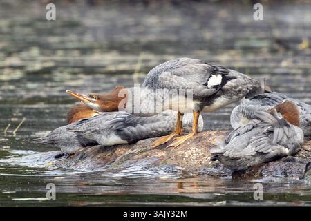 Gewöhnlicher Merganser. Mergus Merganser. Ein Weibchen steht auf einem Felsen und trinkt. Lake Wapizagonke. Nationalpark La Mauricie. Provinz Québec. Kanada Stockfoto