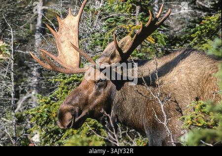 Elch. Alces alces. Bullenelche stehen und beobachten. Nahaufnahme. Gros-Morne-Nationalpark. Provinz Neufundland. Kanada Stockfoto