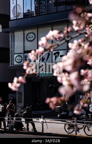 Die Kirschblüte ist im Frühling in Japan in voller Blüte Stockfoto