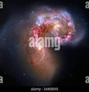 Antennen kollidieren Galaxien, Hubble-Weltraumteleskop-Bild. Die Antennen (NGC 4038 und NGC 4039) bestehen aus zwei Galaxien, die aufgrund gegenseitiger Gravitationsanziehung kollidieren. Die Kerne (gelb) der Galaxien befinden sich unten links und oben rechts. Zahlreiche dunkle Staubspuren sind an den hellen Stellen der Galaxien in Silhouetten zu sehen. Die Interaktion hat einen riesigen Teil von Sternirten verursacht, wie die Fülle junger blauer Sterne und die riesigen rosa Emissionsnebel, in denen Sterne geboren werden, sehen. Die Antennen liegen etwa 62 Millionen Lichtjahre von der Erde entfernt im Sternbild Corvus. Stockfoto