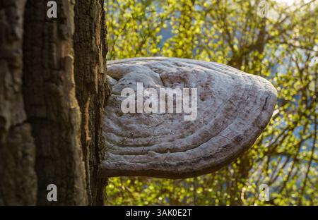 Nahaufnahme eines großen Baumpilzes (Polypore), der auf Baumrinde im Berliner Stadtteil Weißensee wächst, beleuchtet durch warmes goldenes Stundenlicht. Stockfoto