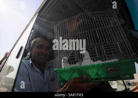 18. Oktober 2009 - Zakho, Irak - ein irakischer Kurde zeigt zwei Tauben, die er an der türkischen Grenze freilassen wollte. Acht kurdische Rebellen sind vom Irak aus in die Türkei eingedrungen, um sich als Zeichen der Unterstützung für Friedensbemühungen aufzugeben. Die PKK-Militanten verließen ihre Zuflucht in den Qandil-Bergen und wurden von Flüchtlingen aus dem Flüchtlingslager Makmur im Irak begleitet, bevor sie in die Türkei einreisten. (Kreditbild: © Kamaran Najm/ZUMA Press) Stockfoto