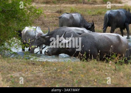 Wildtiere im Yala-Nationalpark Asiatische Wasserbüffel oder bubalus bubalis, die sich im Fluss Sri Lanka suhlen. Stockfoto