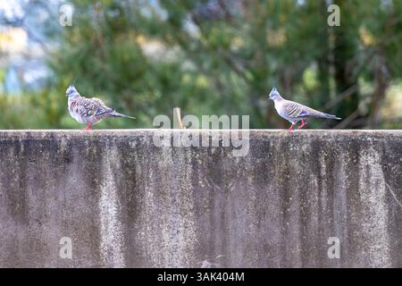 Foto von zwei grauen Haubentauben, die auf einer Betonmauer in der Sonne liegen, mit Bäumen und Laub im Hintergrund. Stockfoto