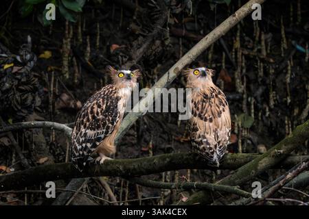 Buffy Fish Owl - Ketupa Ketupu, große schöne Fischeule aus südostasiatischen tropischen Wäldern und Süßwasserfeuchtgebieten, Singapur. Stockfoto