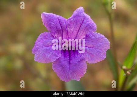 Violette mexikanische Petunie, Ruellia simplex, Ruellia brittoniana oder Brittons wilde Petunie diese blühende Pflanze ist in Mexiko beheimatet Stockfoto
