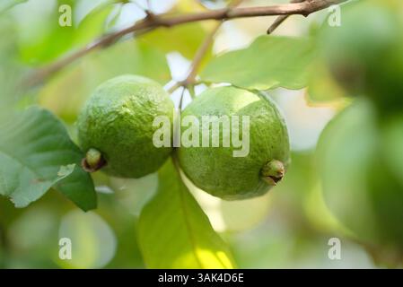 Guavafrucht: Frische Guavafrucht auf einem Baum, bereit für die Ernte, Nahaufnahme Guavafrucht Stockfoto