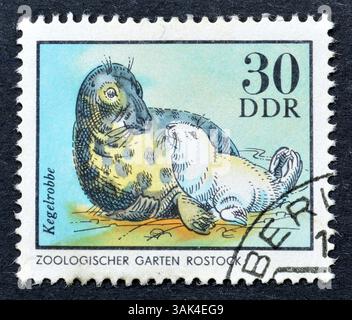 Gestempelte Briefmarke, gedruckt von der DDR, auf der Gray Seal (Halichoerus grypus), um 1975. Stockfoto