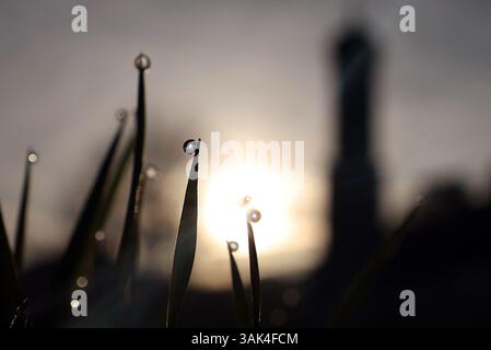 Schwangau, Deutschland. April 2025. Die Wallfahrtskirche St. Coloman steht bei Sonnenaufgang hinter tautropfenbedeckten Gräsern. Quelle: Karl-Josef Hildenbrand/dpa/Alamy Live News Stockfoto