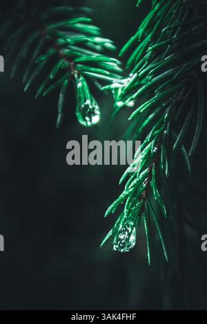 Dieses atemberaubende Nahaufnahme-Bild zeigt einen einzelnen Wassertropfen, der sanft auf einer Kiefernnadel liegt und die komplizierten Details des immergrünen Bildes zeigt. Stockfoto