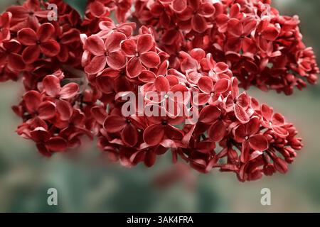 Fliederblumen Hintergrund. Makroaufnahme in Nahaufnahme mit oberem Freiheitsgrad. Schöne lila lila Blüten aus nächster Nähe – sanfter Fokus. Stockfoto