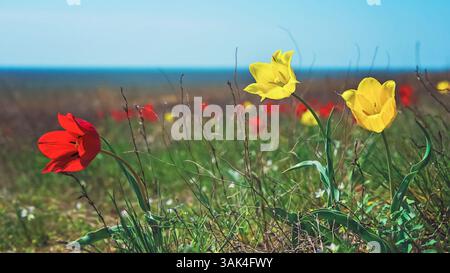 Wilde gelbe Tulpen wachsen in der Steppe. Tulipa hypanica ist eine frühe Staudenpflanze. Steppenpflanzen brauchen Schutz Stockfoto