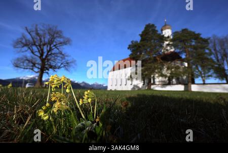 Schwangau, Deutschland. April 2025. Die Wallfahrtskirche St. Coloman steht hinter blühenden Kerzen bei Sonnenaufgang. Quelle: Karl-Josef Hildenbrand/dpa/Alamy Live News Stockfoto